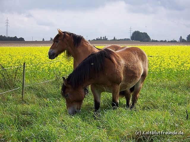 Bild 019.jpg